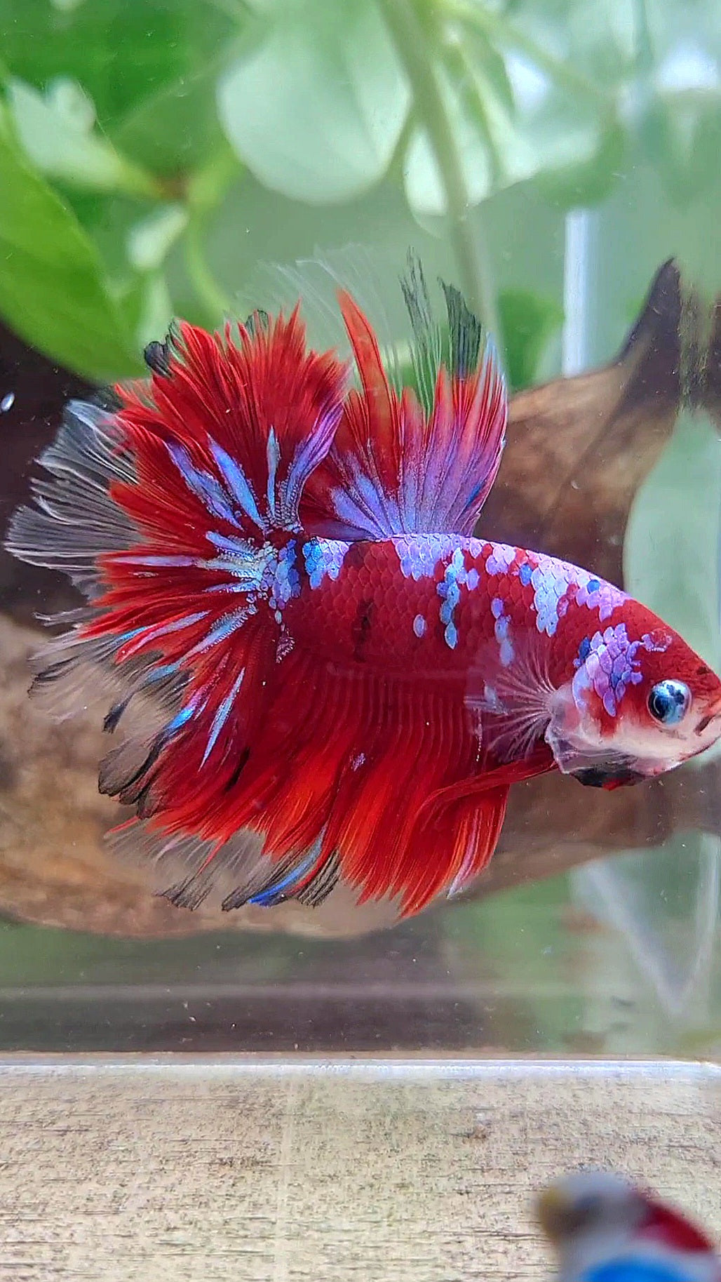 HALFMOON ROSETAIL RED PURPLE GALAXY RPG BETTA FISH