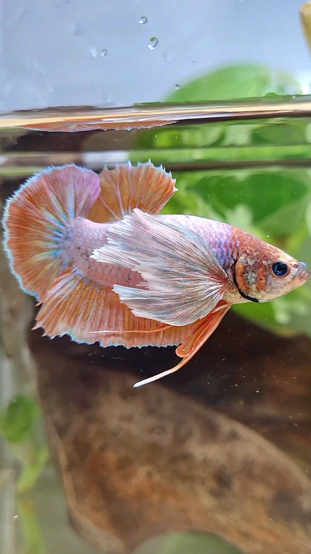 PLAKAT SUPER DUMBO EAR ORANGE BETTA FISH