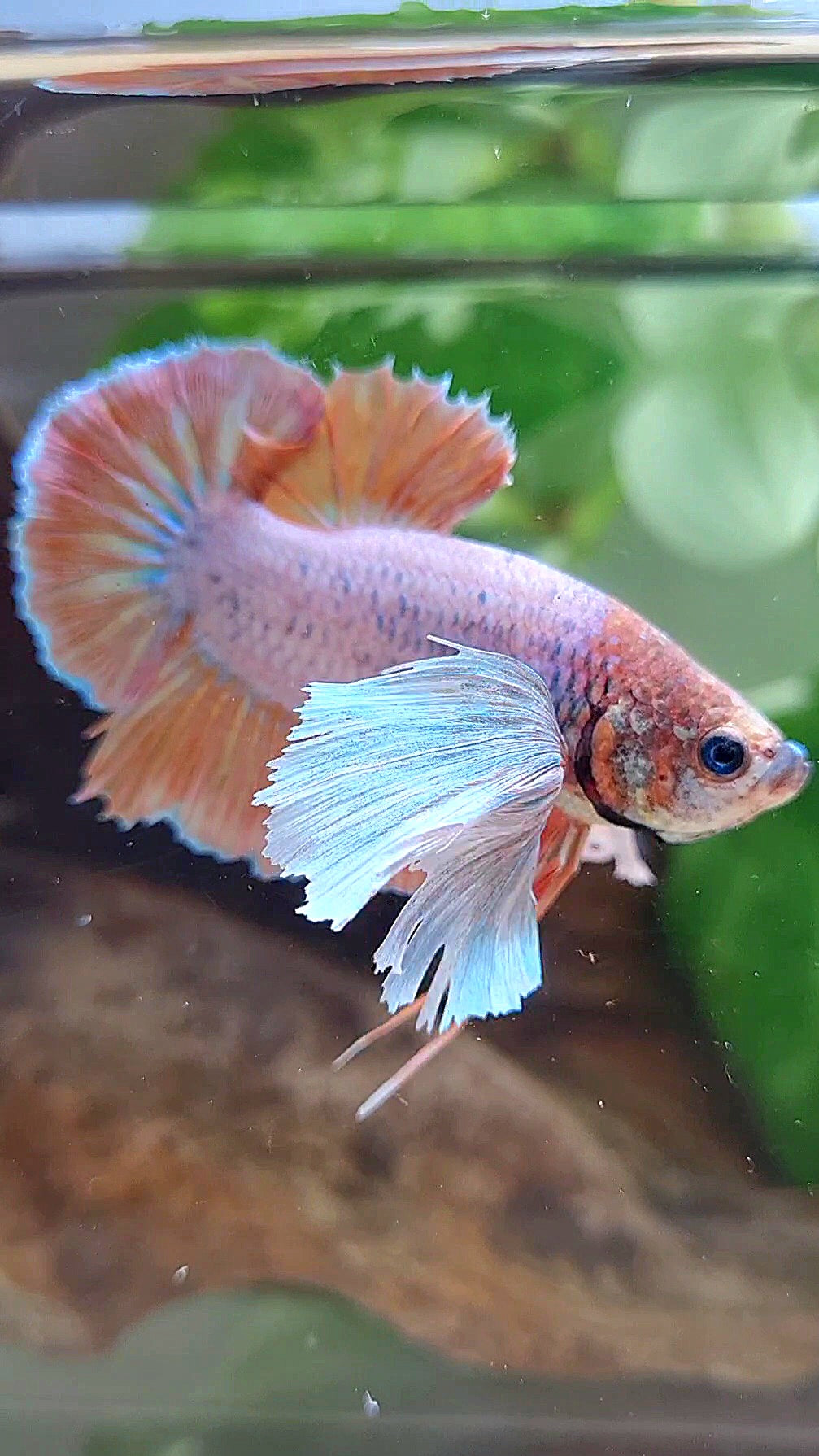PLAKAT SUPER DUMBO EAR ORANGE BETTA FISH