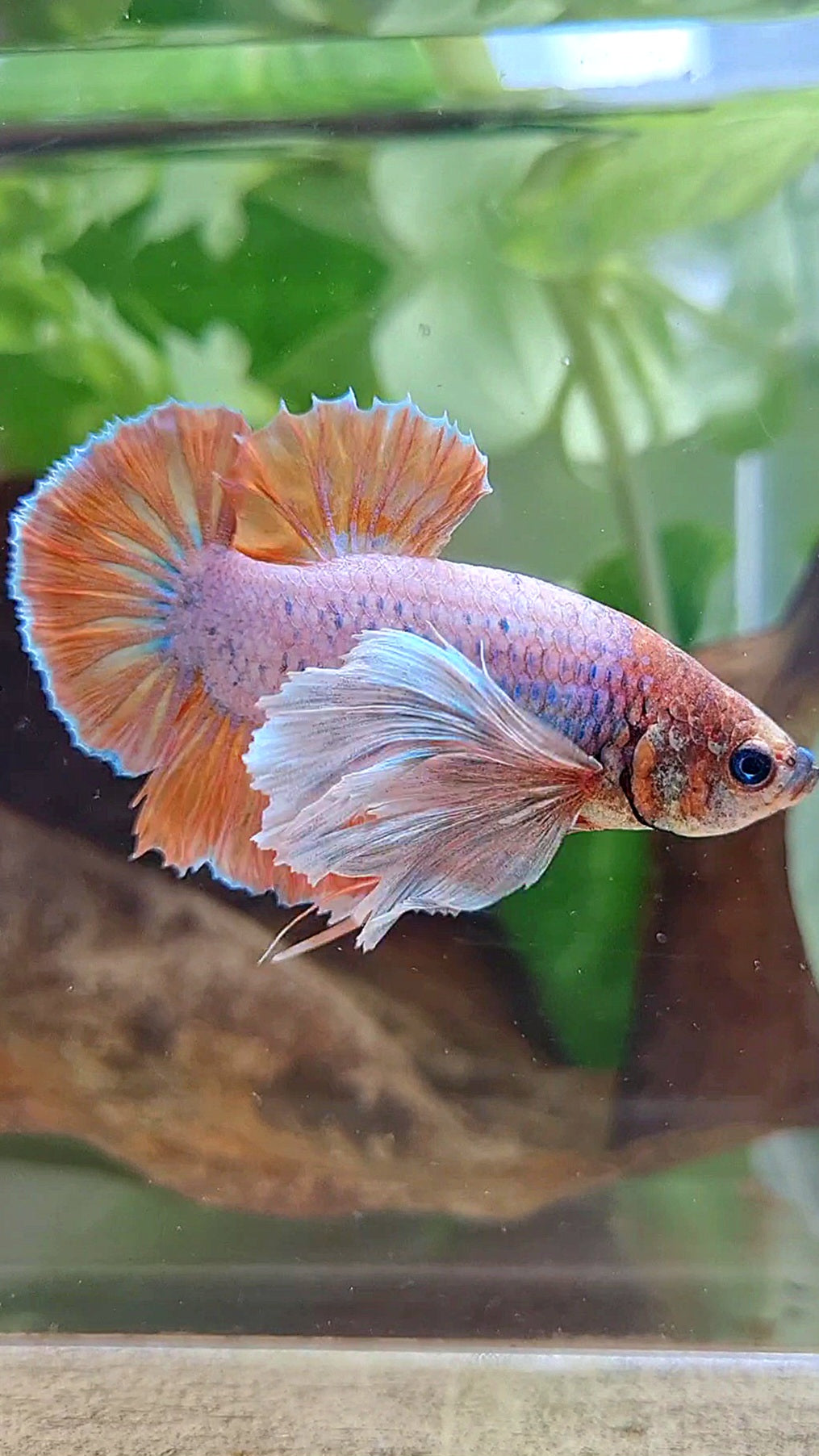 PLAKAT SUPER DUMBO EAR ORANGE BETTA FISH