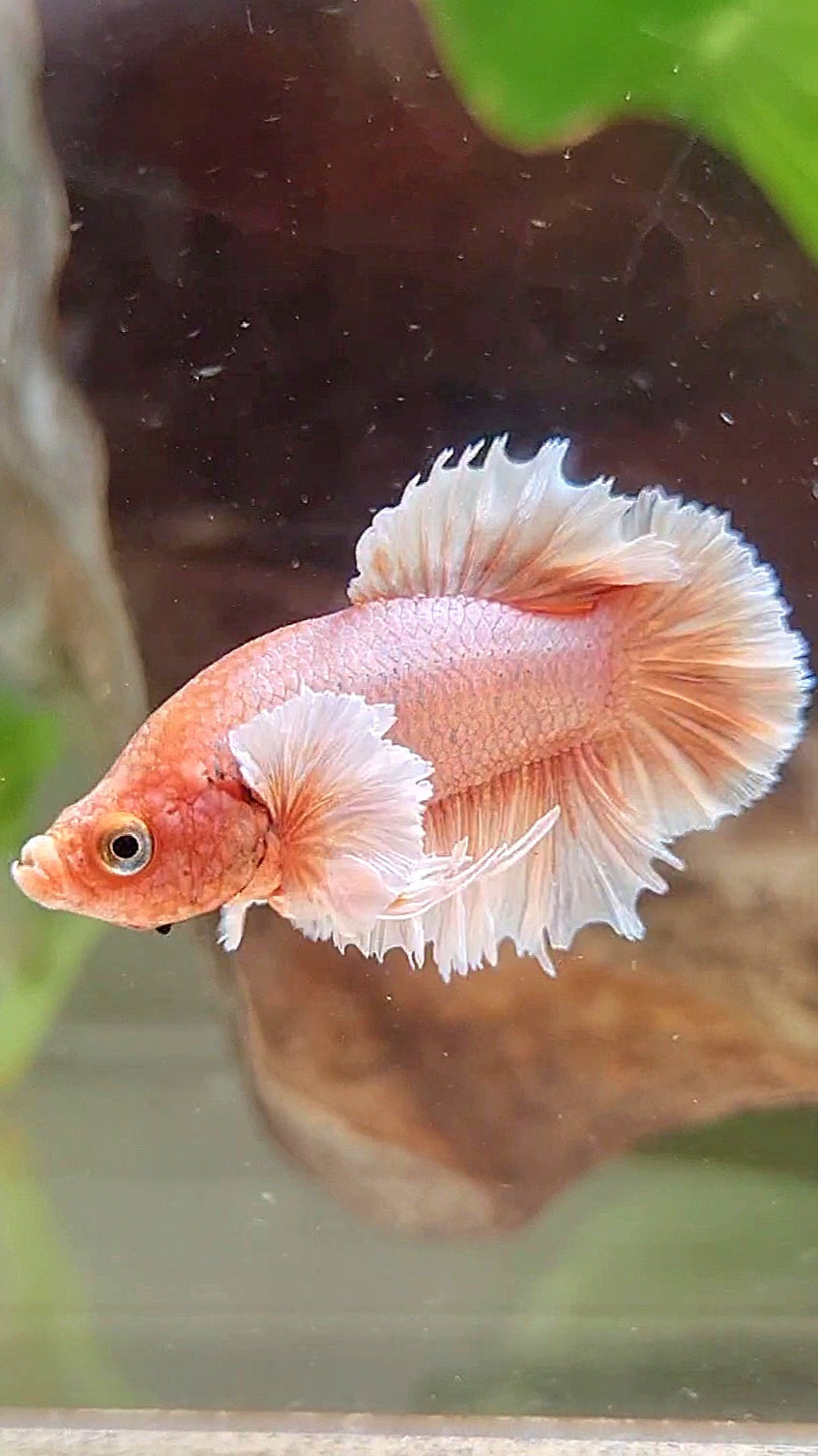 CROWNTAIL PLAKAT DUMBO EAR ORANGE PEACH BETTA FISH