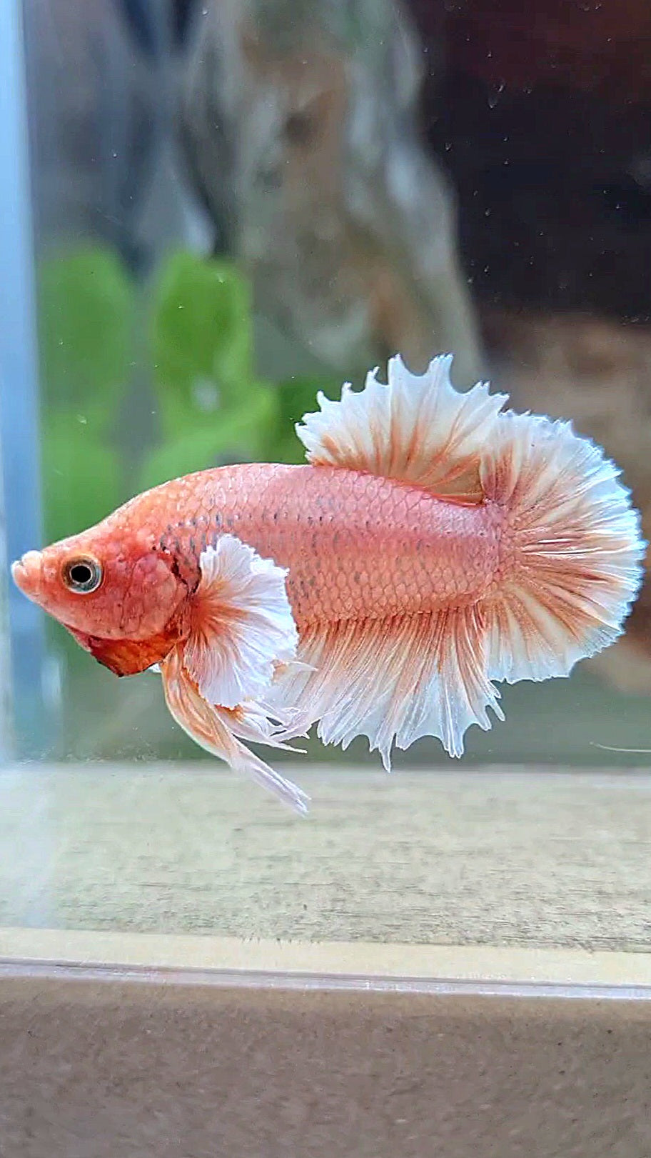 CROWNTAIL PLAKAT DUMBO EAR ORANGE PEACH BETTA FISH