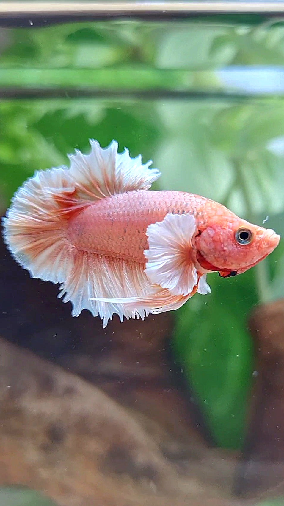CROWNTAIL PLAKAT DUMBO EAR ORANGE PEACH BETTA FISH