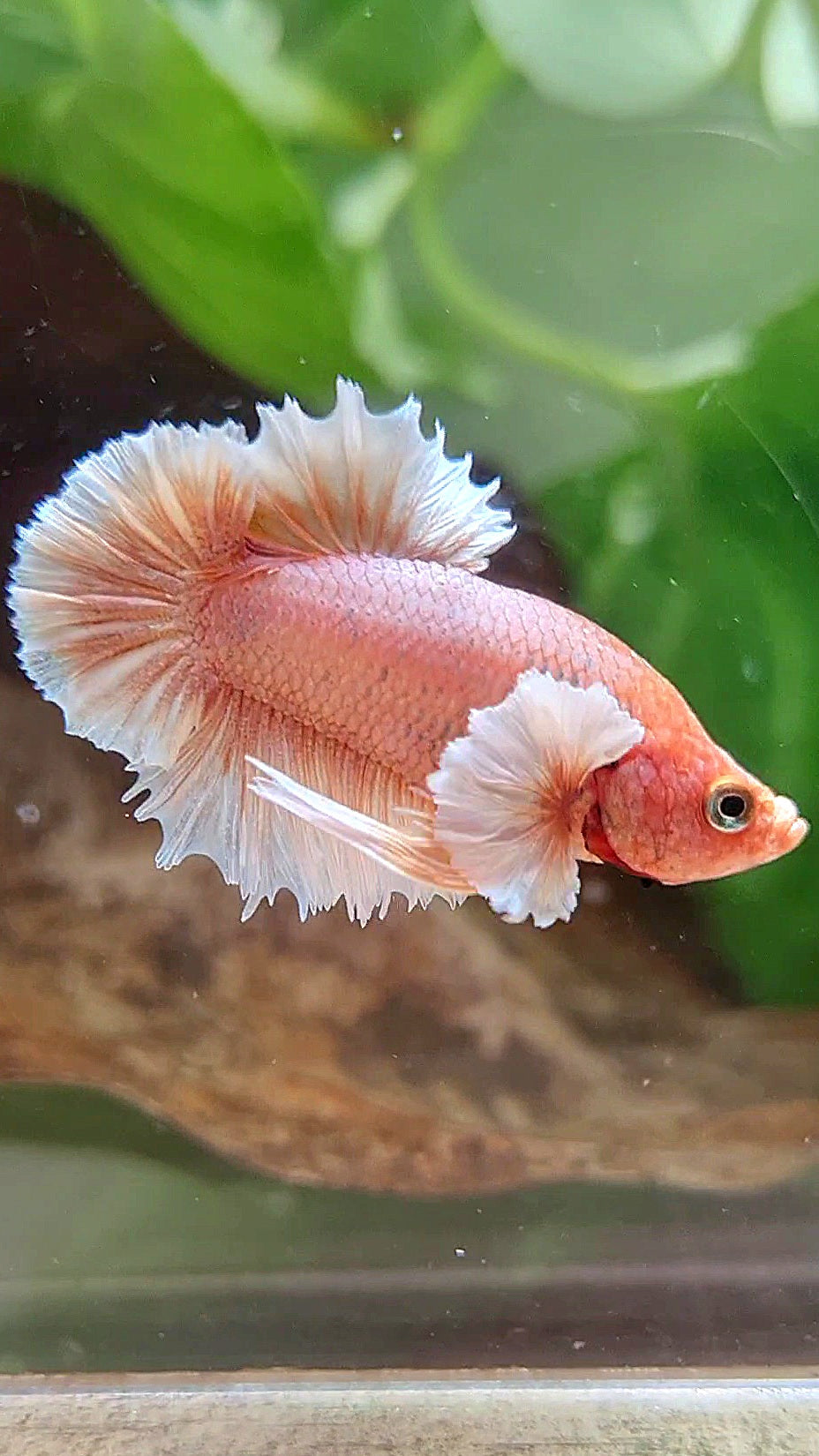 CROWNTAIL PLAKAT DUMBO EAR ORANGE PEACH BETTA FISH