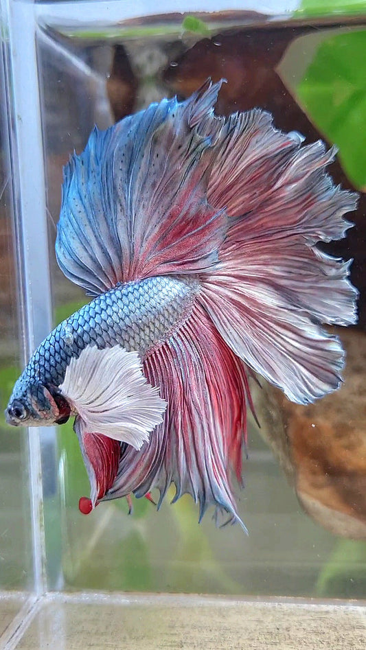 HALFMOON DUMBO EAR ROSETAIL COPPER BETTA FISH little warts