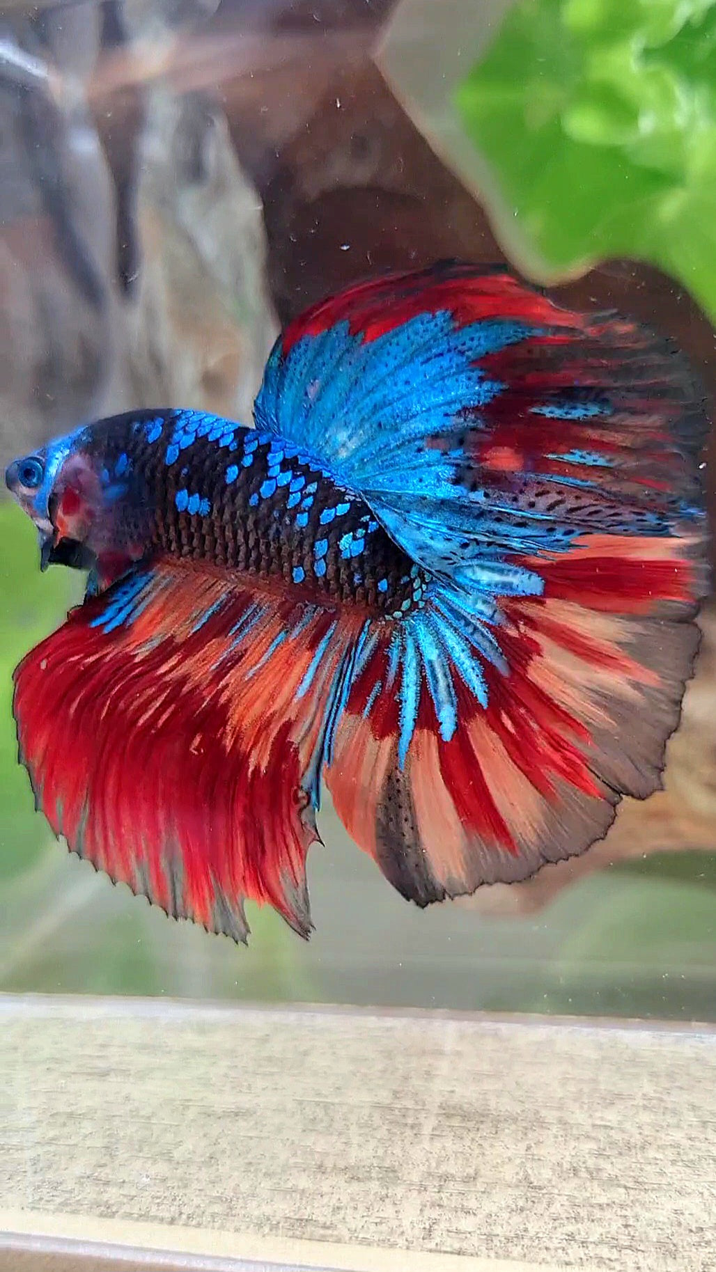 HALFMOON ROSETAIL BLACK GALAXY AVATAR BLUE NEMO VARIATION BETTA FISH