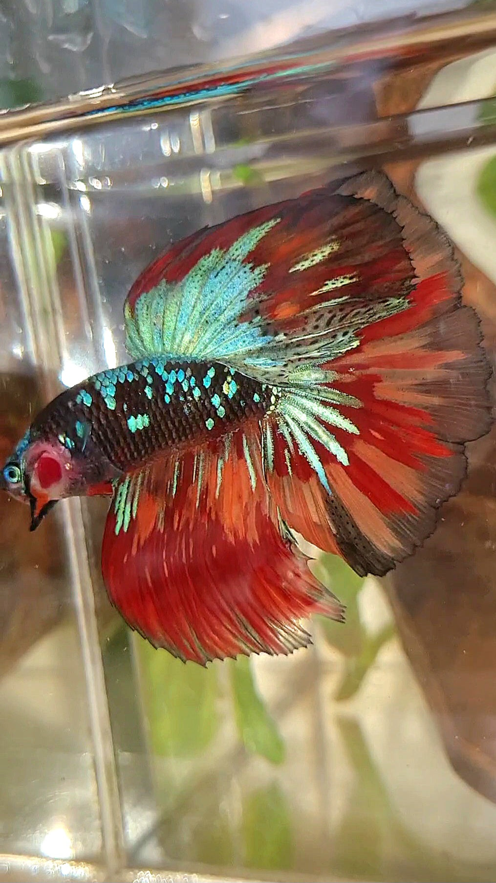 HALFMOON ROSETAIL BLACK GALAXY AVATAR BLUE NEMO VARIATION BETTA FISH