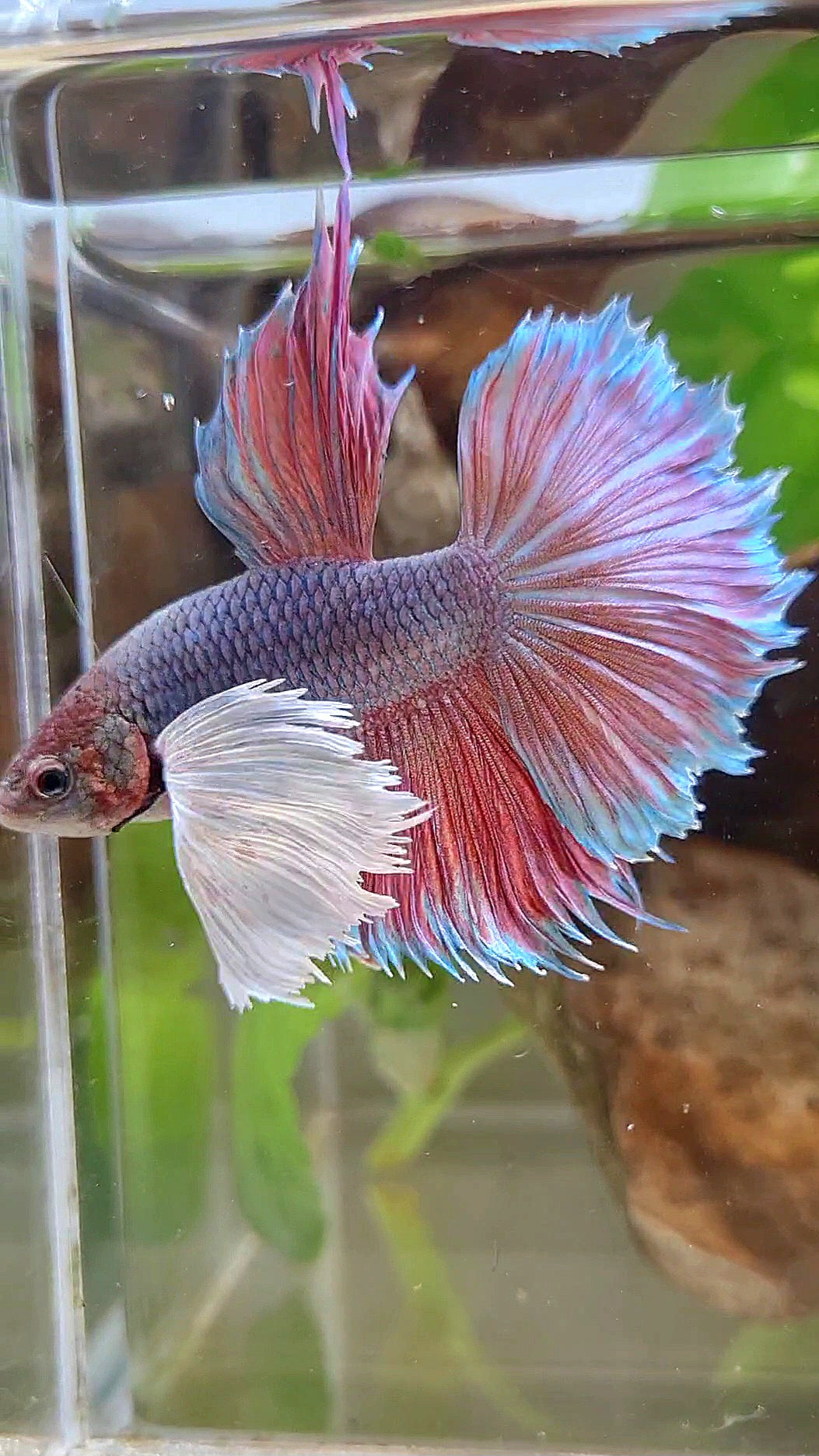 HALFMOON SUPER DUMBO EAR VIOLET BETTA FISH