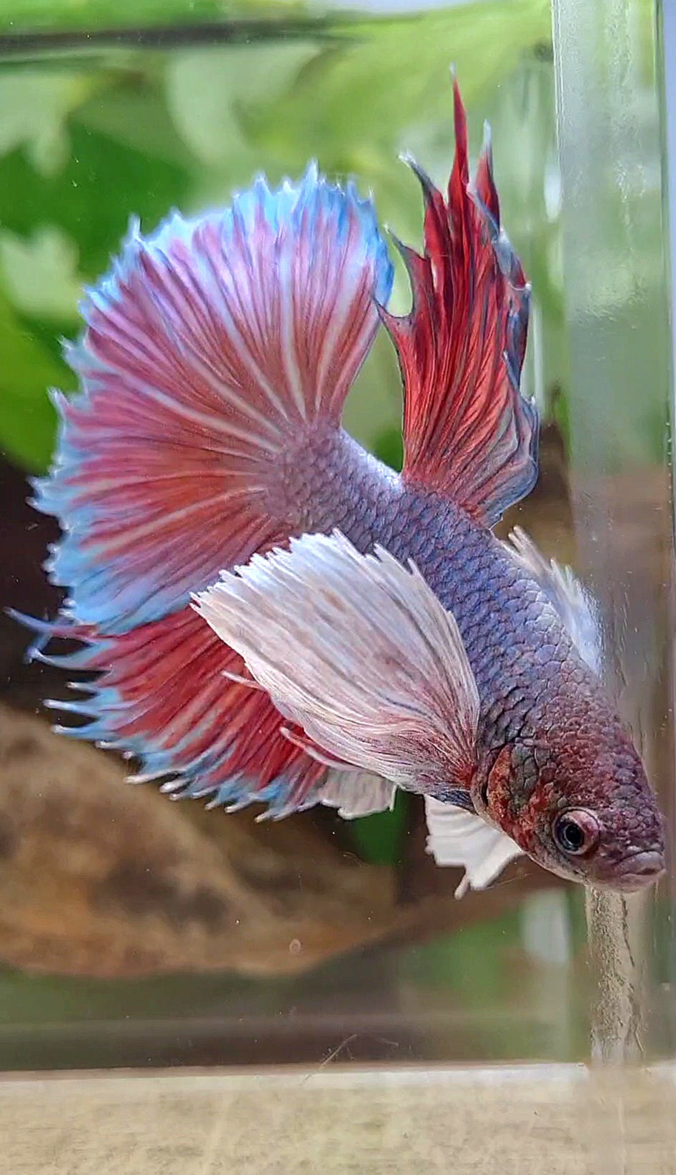 HALFMOON SUPER DUMBO EAR VIOLET BETTA FISH