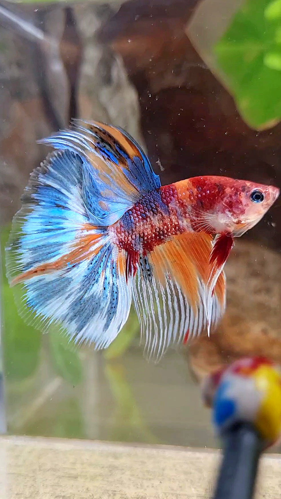 HALFMOON METTALIC MULTICOLOR BETTA FISH