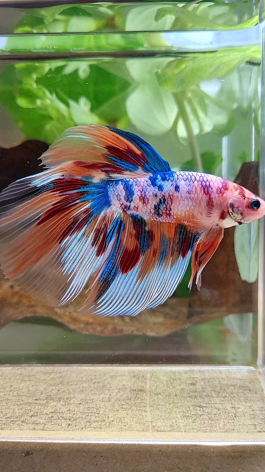 GIANT HALFMOON TOTAL 8,2CM+ FANCY FIRE MULTICOLOR BETTA FISH