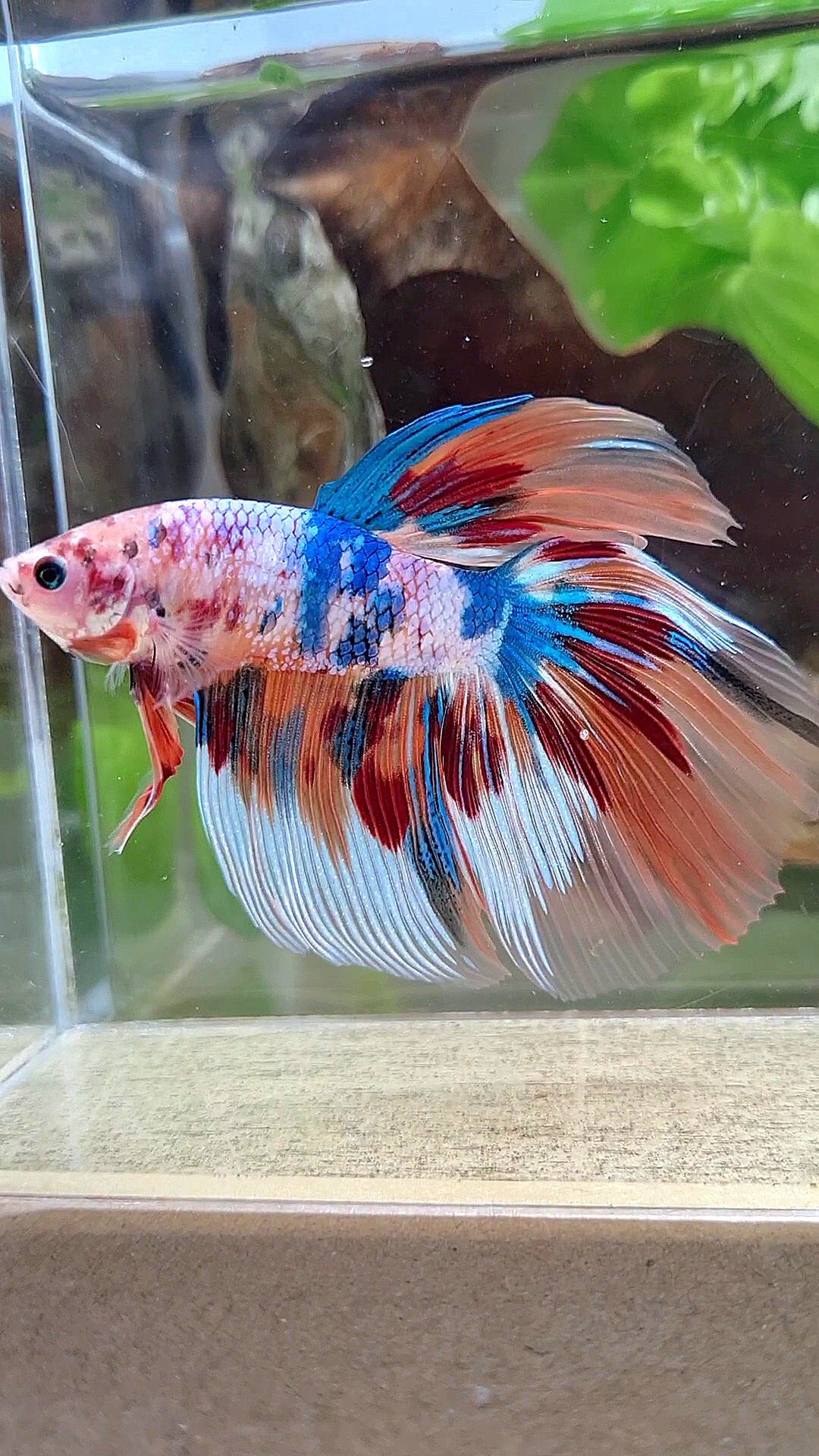 GIANT HALFMOON TOTAL 8,2CM+ FANCY FIRE MULTICOLOR BETTA FISH
