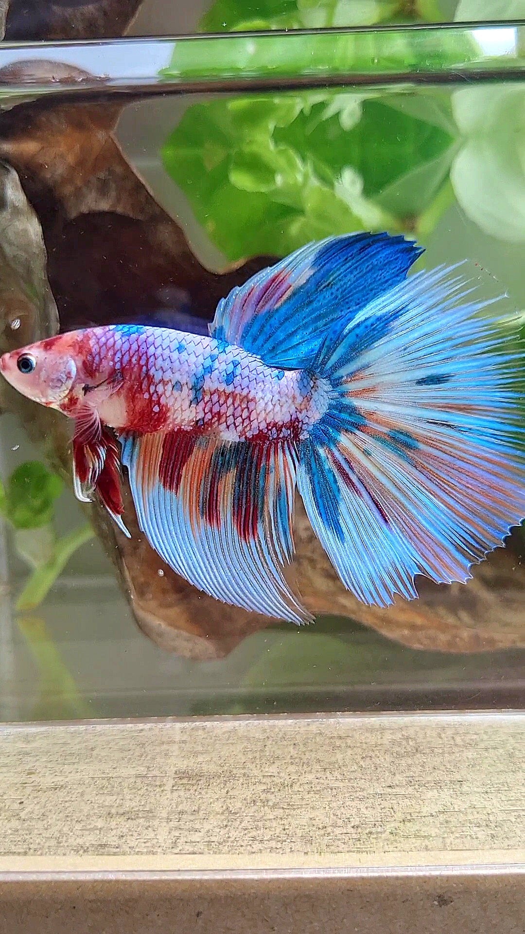 GIANT HALFMOON TOTAL 7,5CM+ RAINBOW MULTICOLOR BETTA FISH