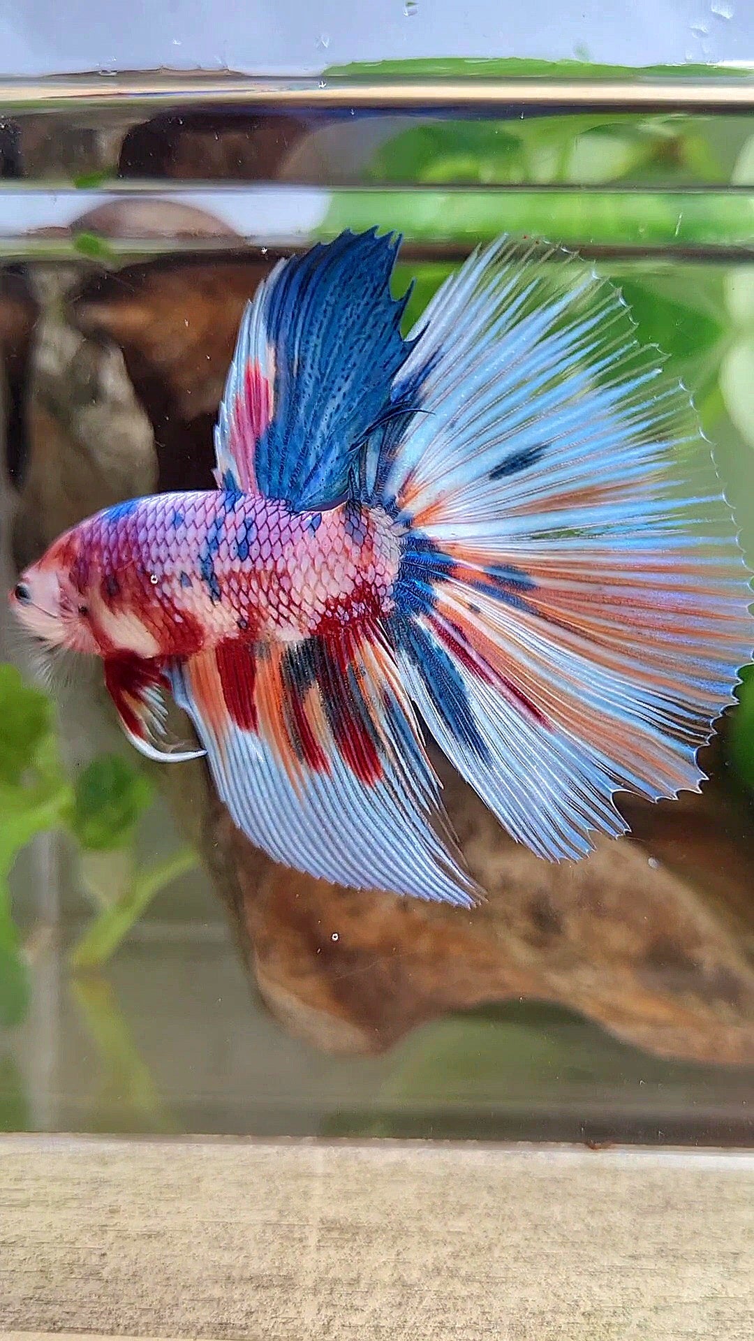 GIANT HALFMOON TOTAL 7,5CM+ RAINBOW MULTICOLOR BETTA FISH