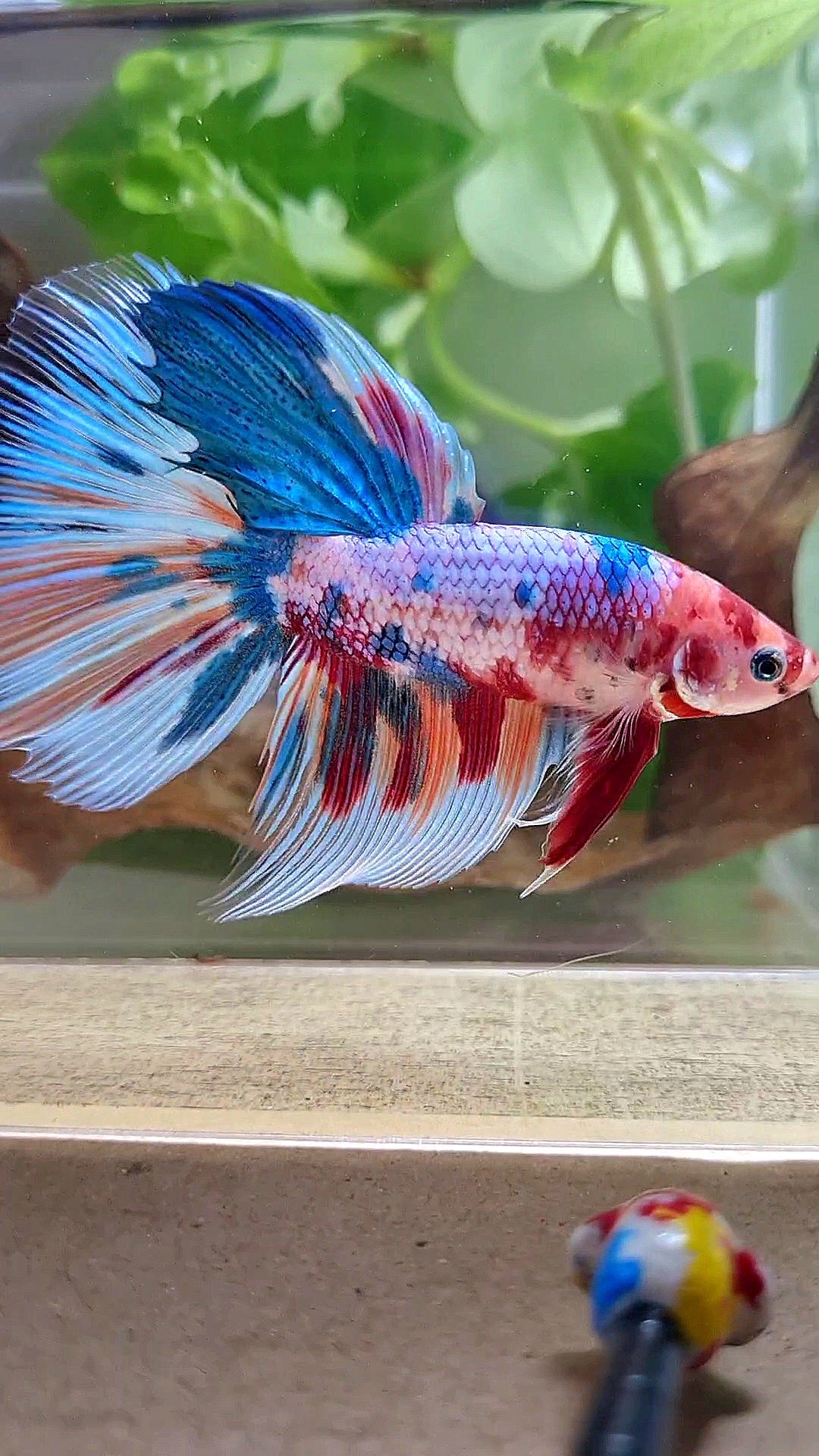 GIANT HALFMOON TOTAL 7,5CM+ RAINBOW MULTICOLOR BETTA FISH