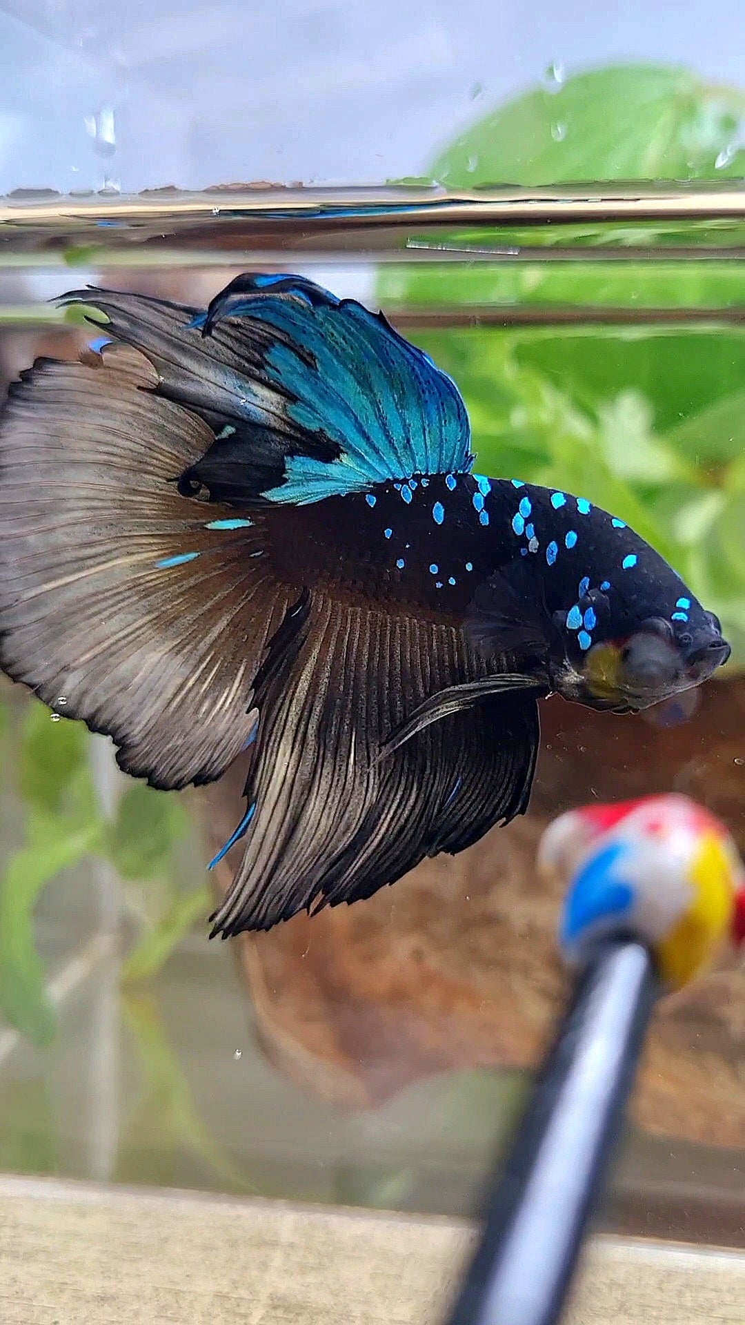 XXL HALFMOON ROSETAIL BLACK GALAXY AVATAR BLUE YELLOW BETTA FISH