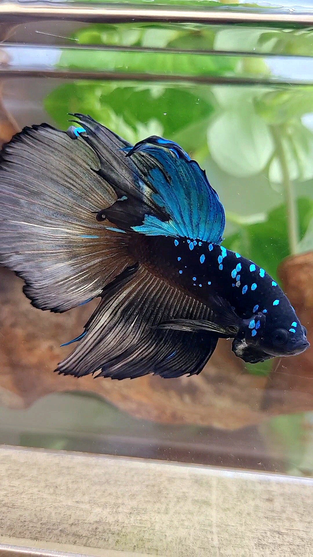 XXL HALFMOON ROSETAIL BLACK GALAXY AVATAR BLUE YELLOW BETTA FISH
