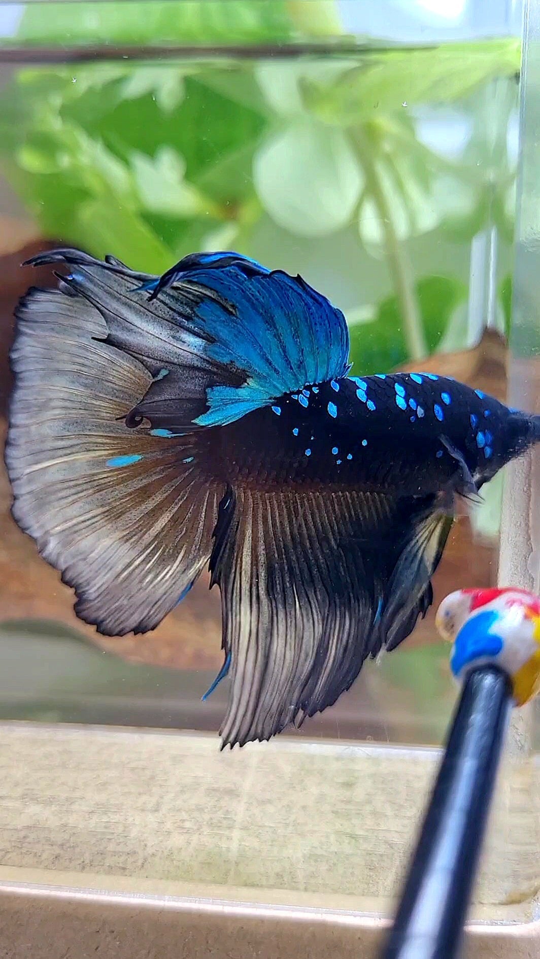 XXL HALFMOON ROSETAIL BLACK GALAXY AVATAR BLUE YELLOW BETTA FISH