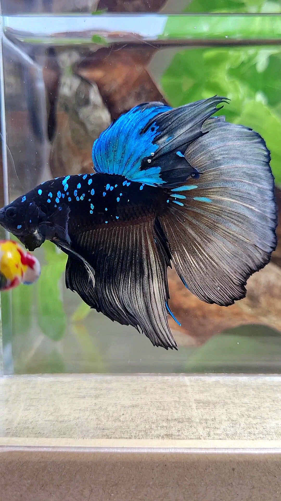 XXL HALFMOON ROSETAIL BLACK GALAXY AVATAR BLUE YELLOW BETTA FISH