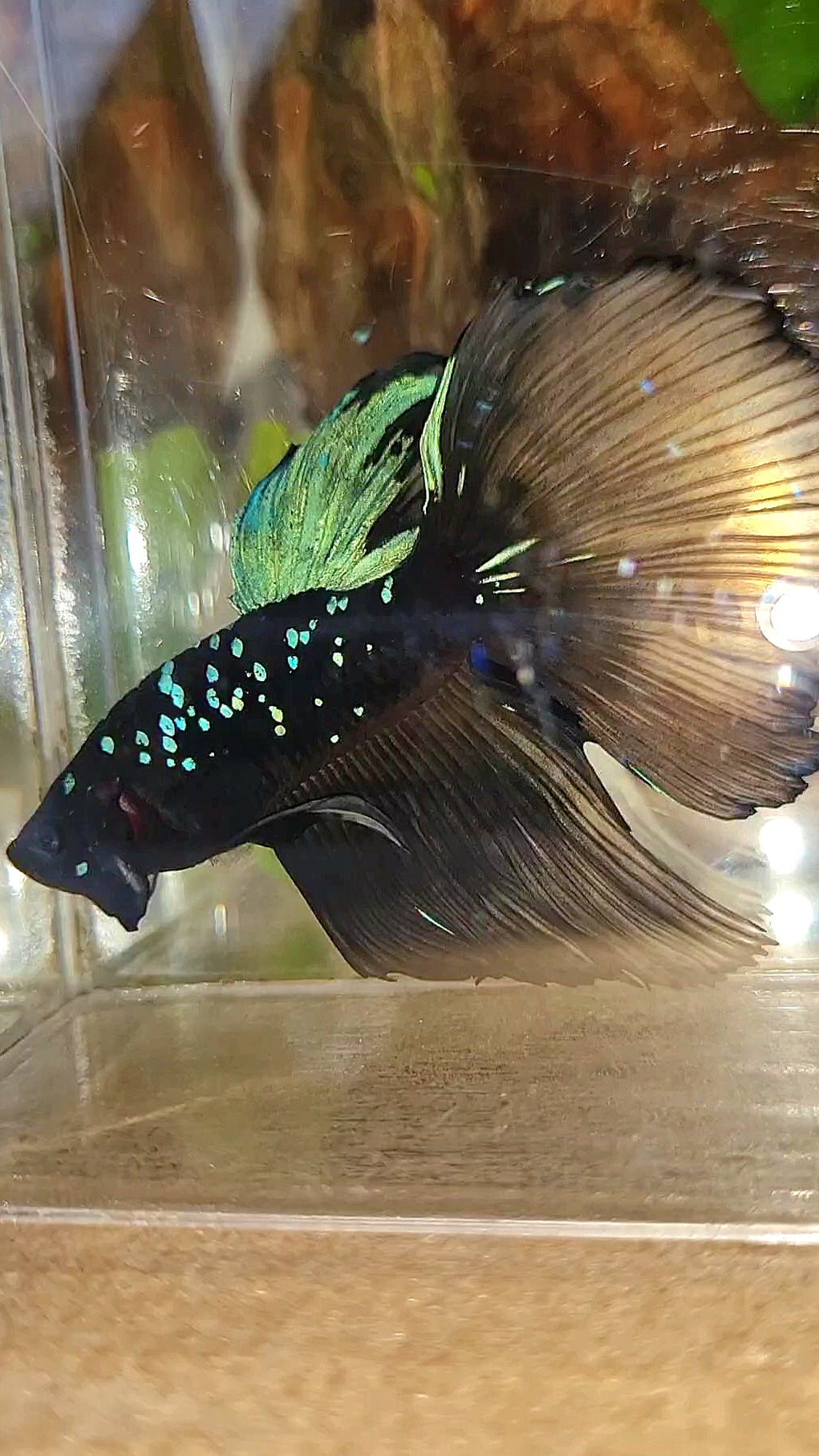 XXL HALFMOON ROSETAIL BLACK GALAXY AVATAR BLUE YELLOW BETTA FISH