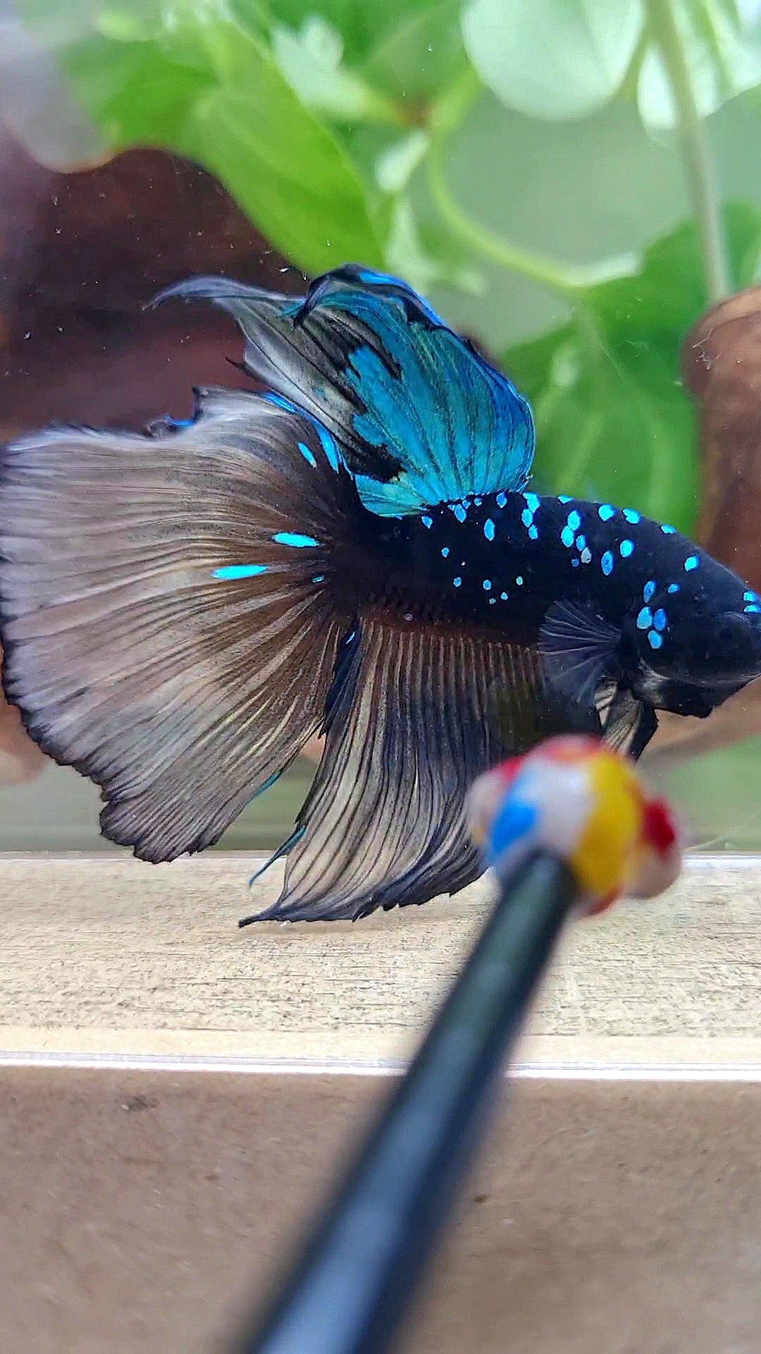 XXL HALFMOON ROSETAIL BLACK GALAXY AVATAR BLUE YELLOW BETTA FISH