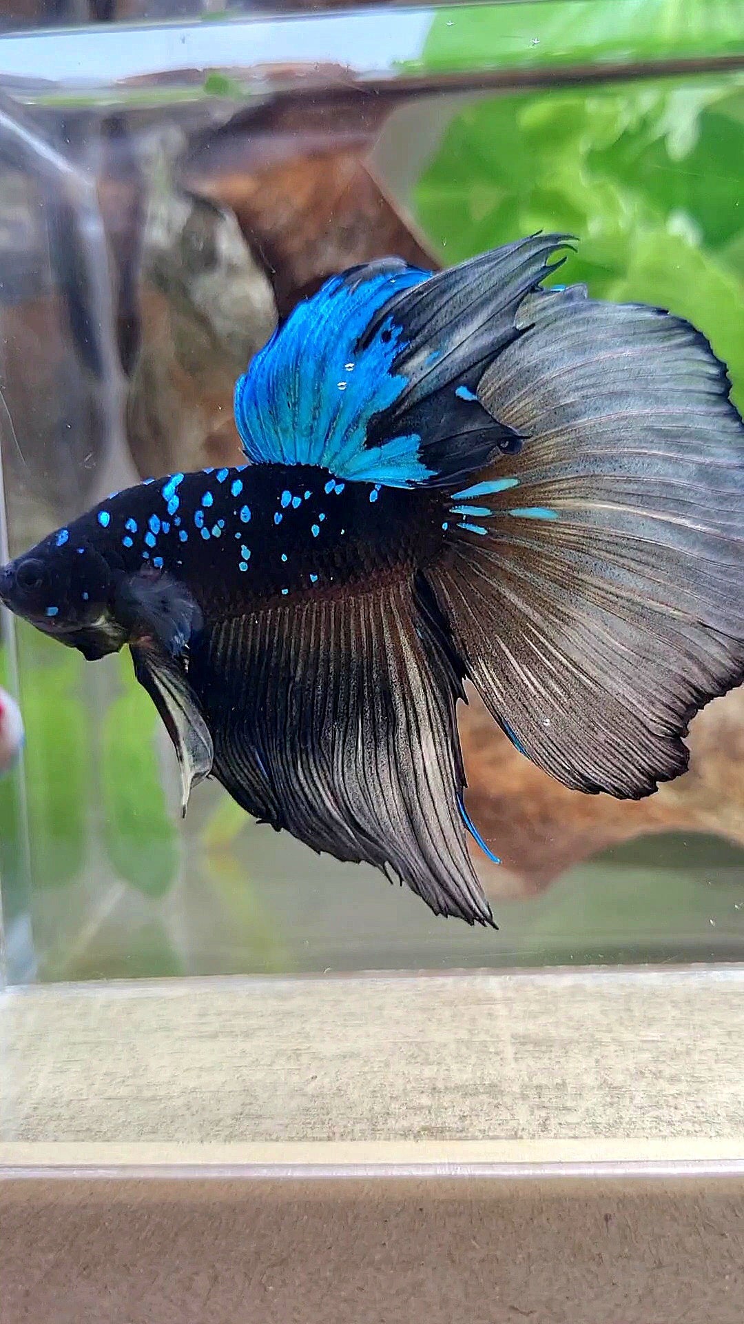 XXL HALFMOON ROSETAIL BLACK GALAXY AVATAR BLUE YELLOW BETTA FISH