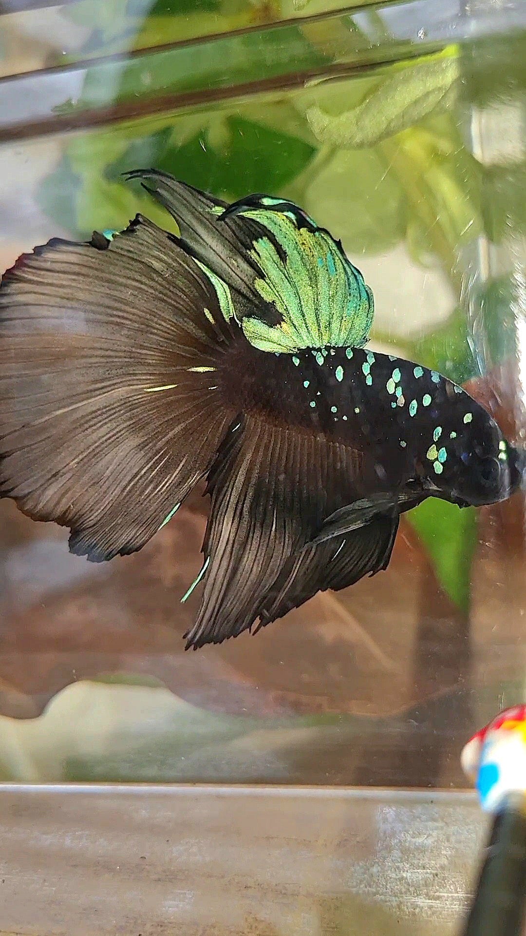 XXL HALFMOON ROSETAIL BLACK GALAXY AVATAR BLUE YELLOW BETTA FISH