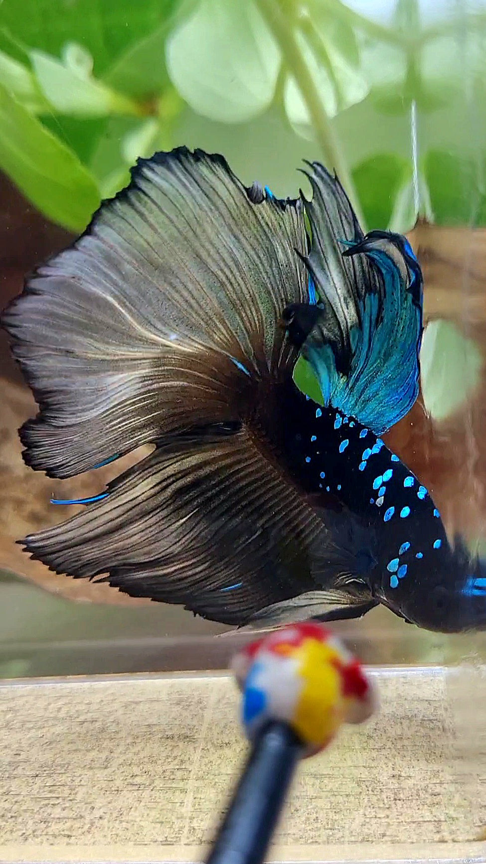 XXL HALFMOON ROSETAIL BLACK GALAXY AVATAR BLUE YELLOW BETTA FISH