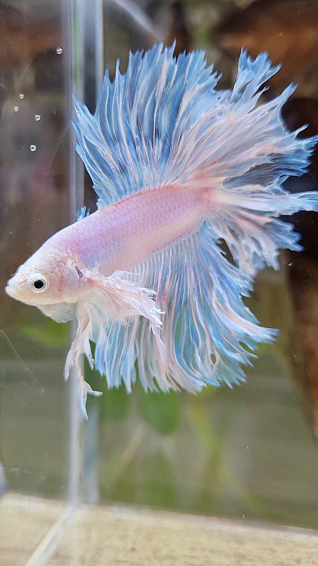 LUXURY HALFMOON DOUBLE TAIL DUMBO EAR FEATHER TAIL WHITE BETTA FISH