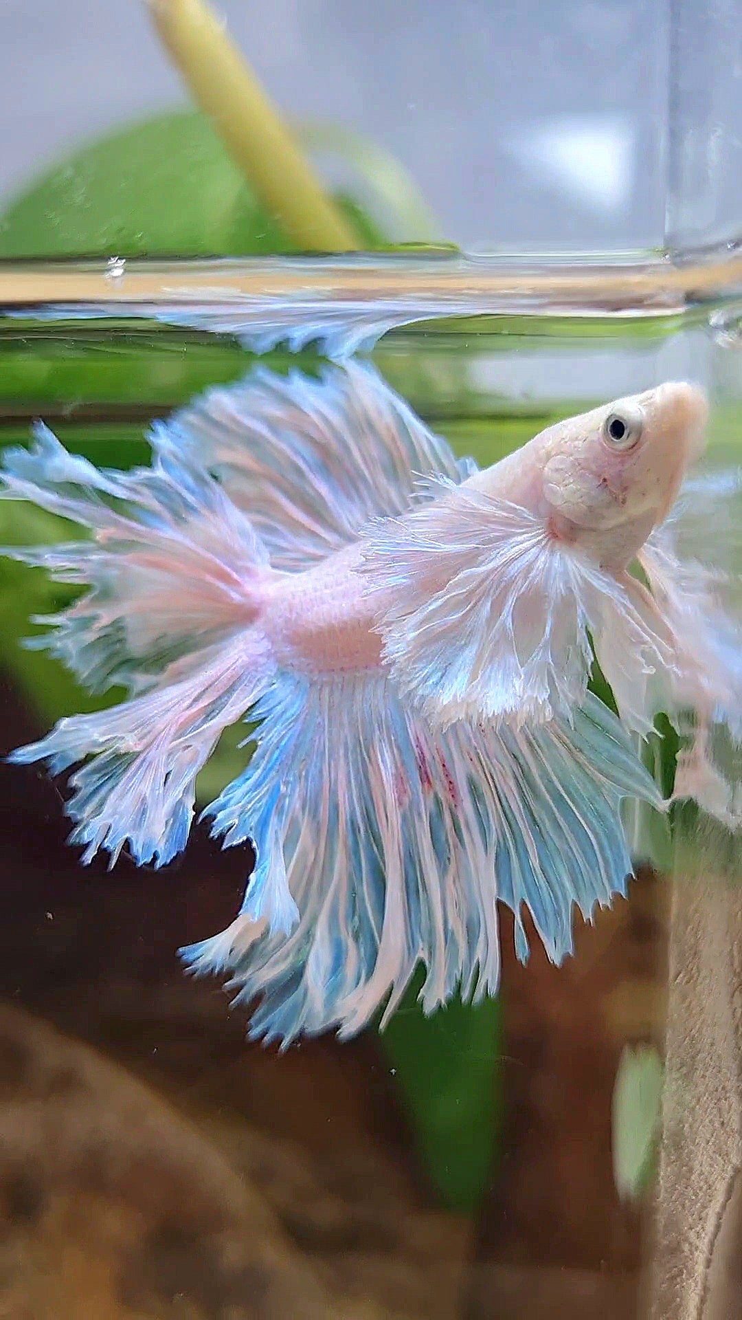 LUXURY HALFMOON DOUBLE TAIL DUMBO EAR FEATHER TAIL WHITE BETTA FISH