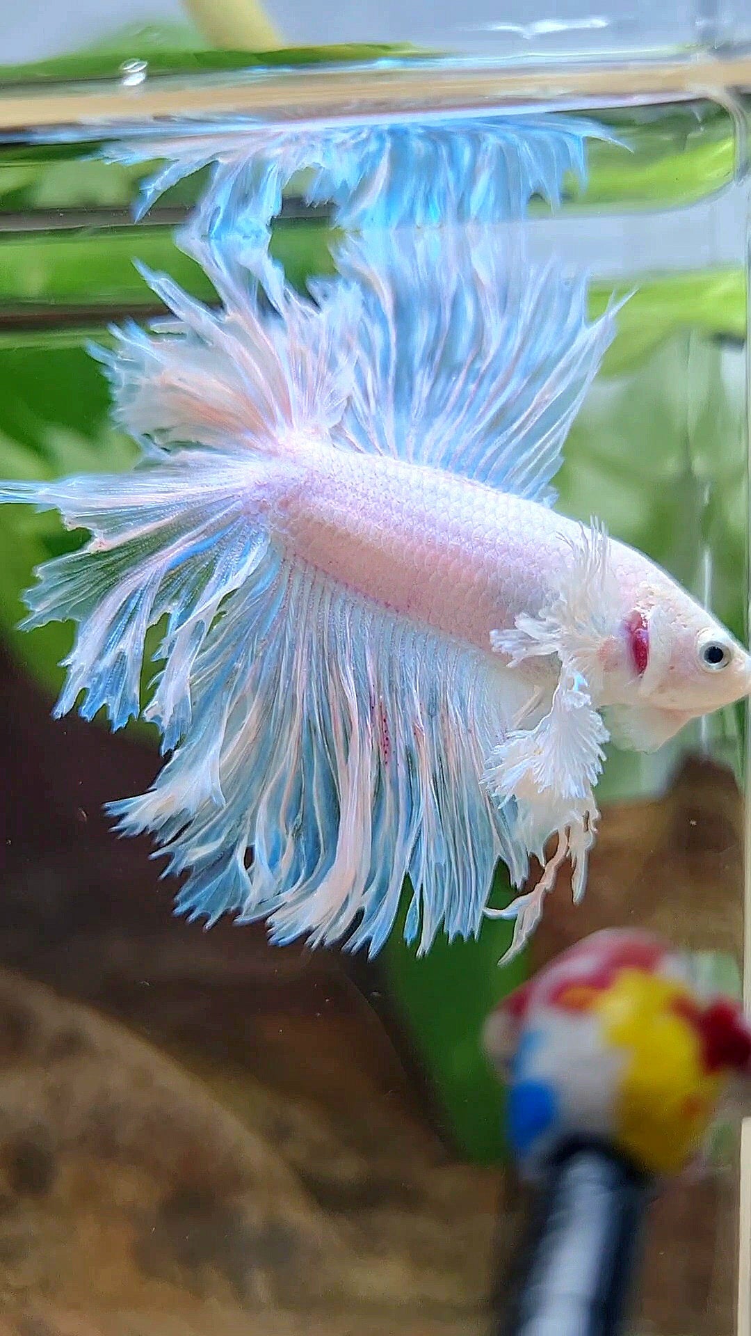 LUXURY HALFMOON DOUBLE TAIL DUMBO EAR FEATHER TAIL WHITE BETTA FISH
