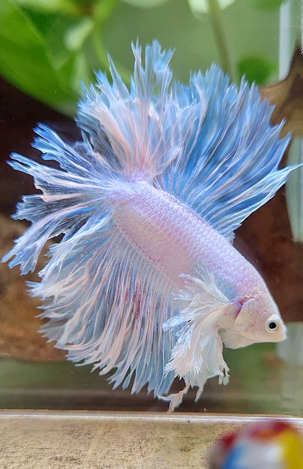 LUXURY HALFMOON DOUBLE TAIL DUMBO EAR FEATHER TAIL WHITE BETTA FISH