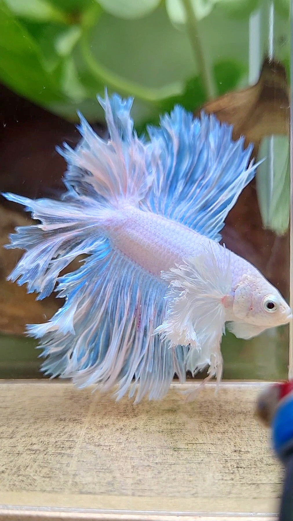 LUXURY HALFMOON DOUBLE TAIL DUMBO EAR FEATHER TAIL WHITE BETTA FISH