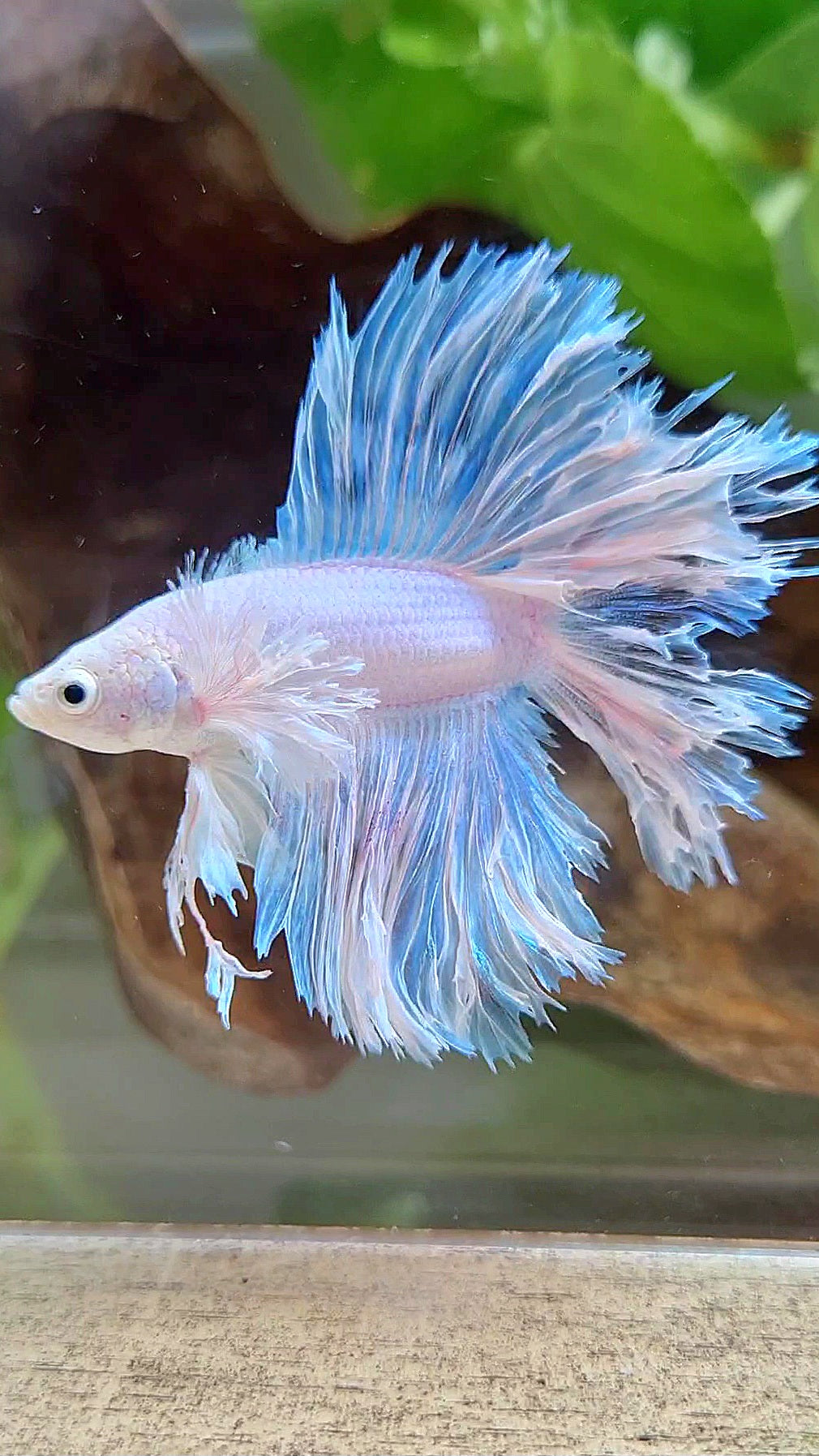 LUXURY HALFMOON DOUBLE TAIL DUMBO EAR FEATHER TAIL WHITE BETTA FISH