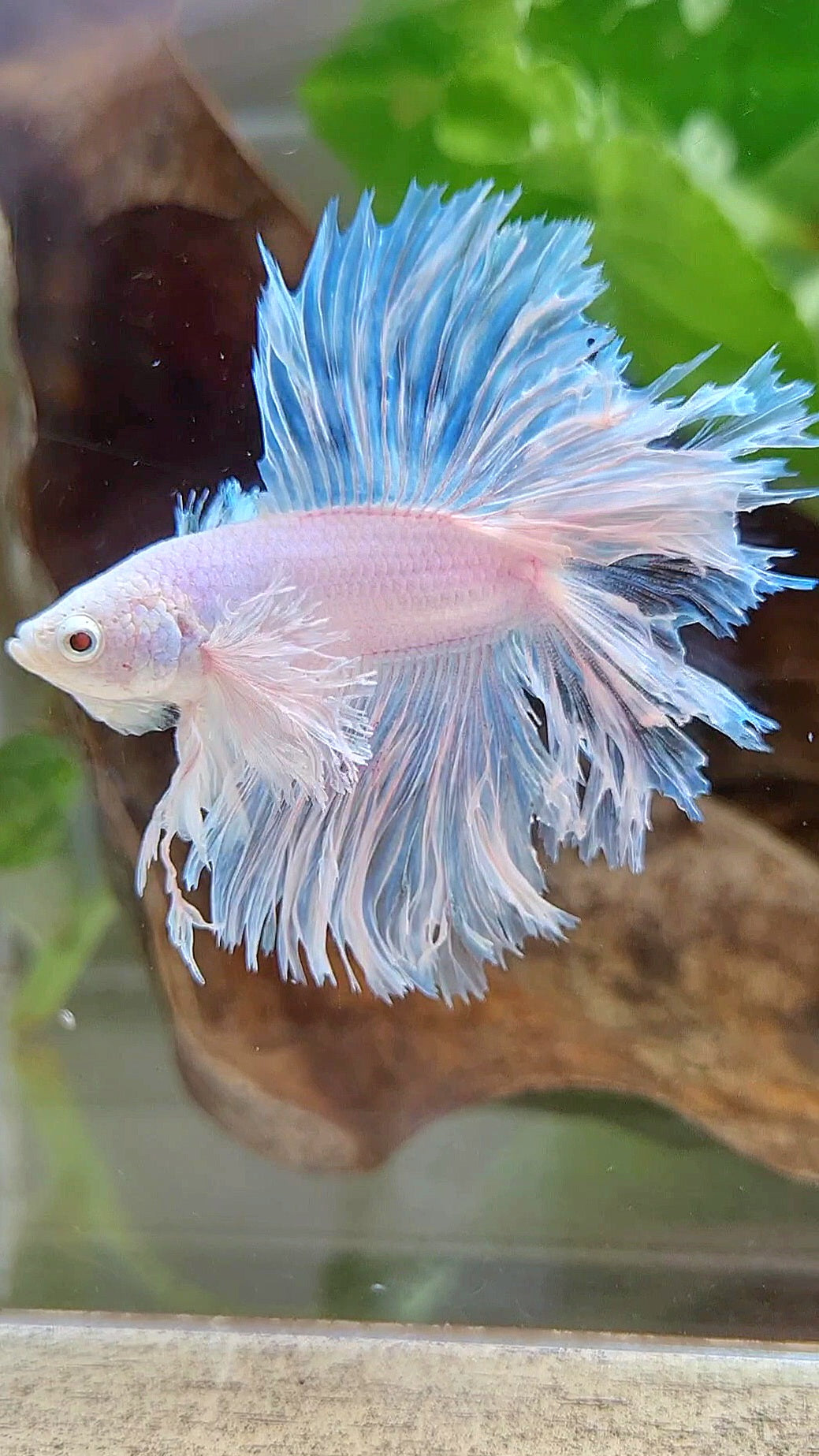 LUXURY HALFMOON DOUBLE TAIL DUMBO EAR FEATHER TAIL WHITE BETTA FISH