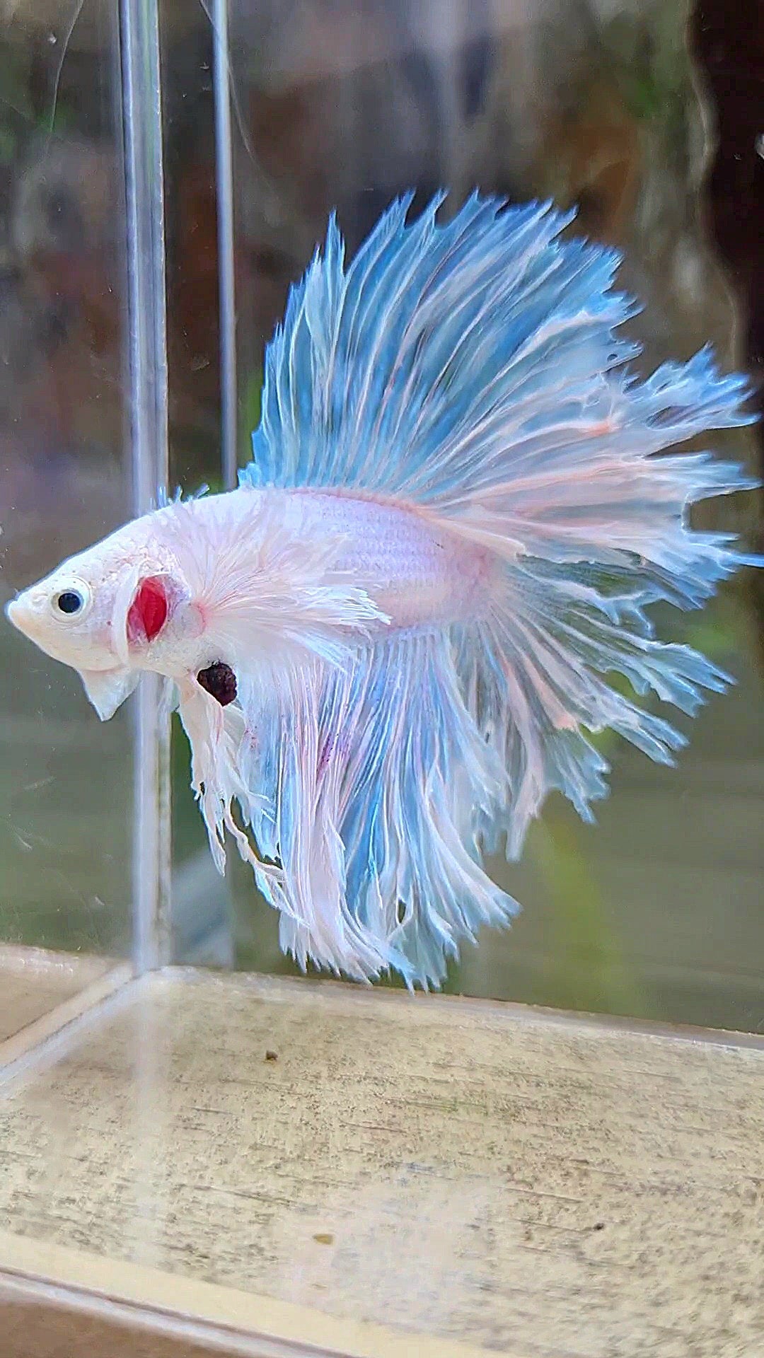 LUXURY HALFMOON DOUBLE TAIL DUMBO EAR FEATHER TAIL WHITE BETTA FISH