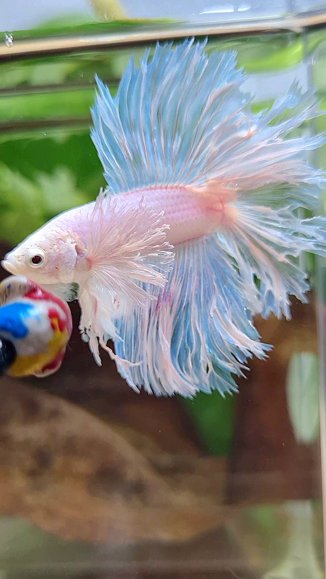LUXURY HALFMOON DOUBLE TAIL DUMBO EAR FEATHER TAIL WHITE BETTA FISH