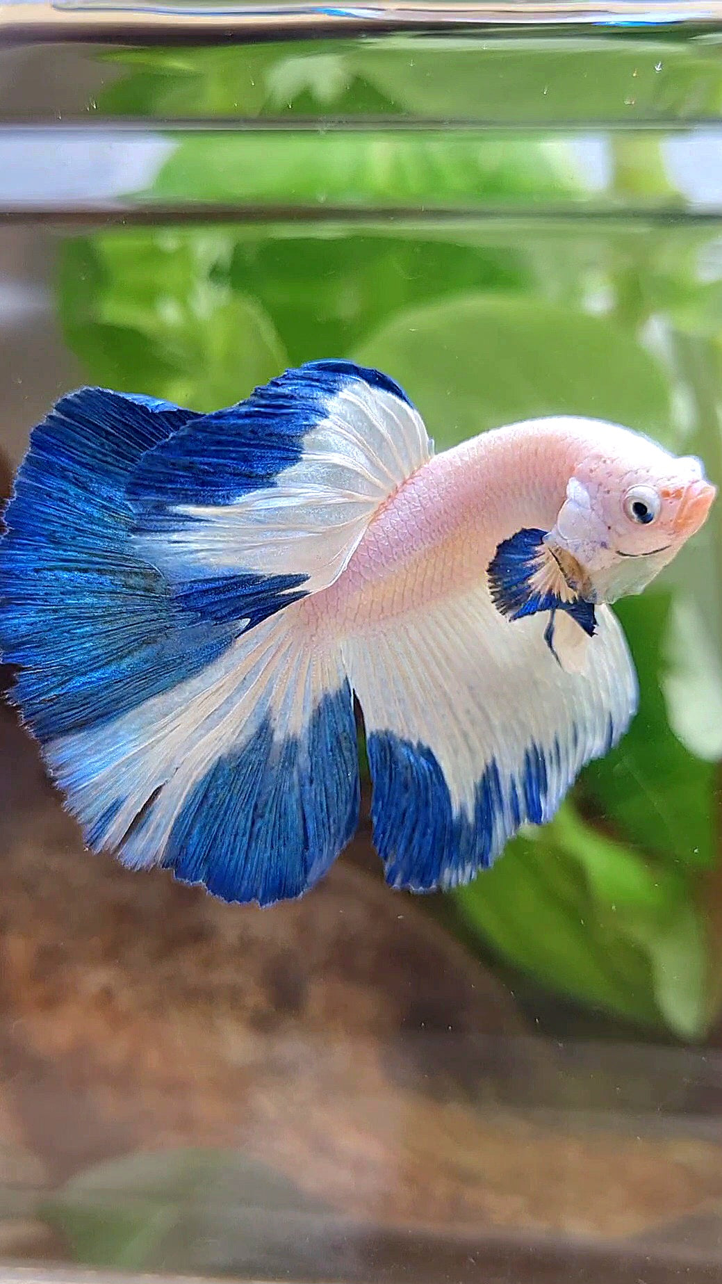 HALFMOON ROSETAIL BLUE RIM PATTERN BETTA FISH