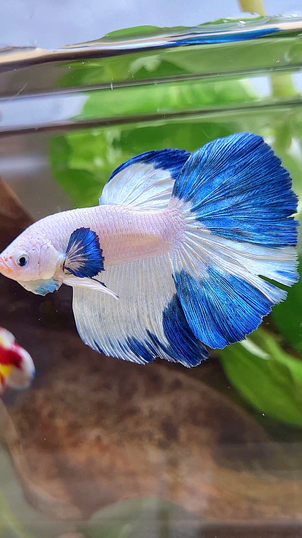 HALFMOON ROSETAIL BLUE RIM PATTERN BETTA FISH