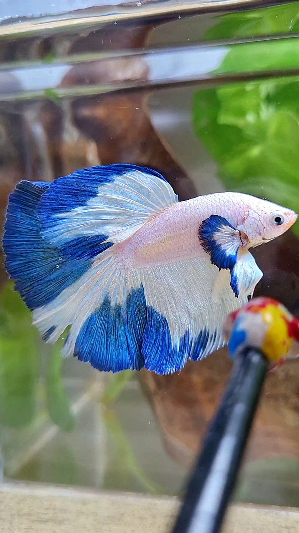 HALFMOON ROSETAIL BLUE RIM PATTERN BETTA FISH