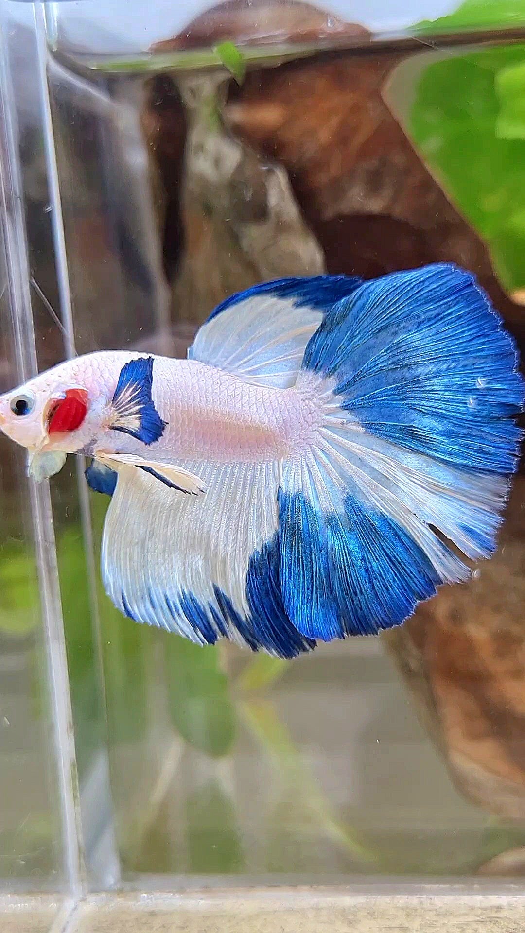 HALFMOON ROSETAIL BLUE RIM PATTERN BETTA FISH