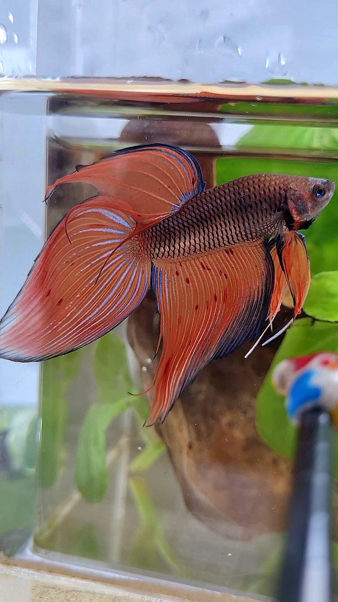 VEILTAIL DARK VIOLET ARMAGEDDON FIRE BETTA FISH