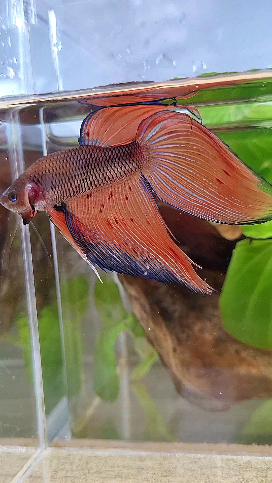 VEILTAIL DARK VIOLET ARMAGEDDON FIRE BETTA FISH