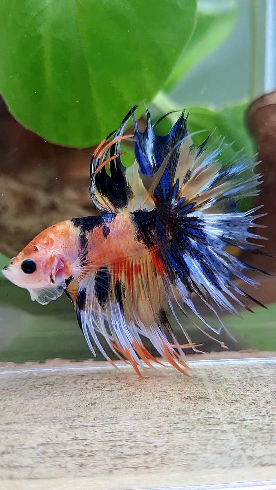 CROWNTAIL YELLOW ORANGE KOI SUPER MULTICOLOR BETTA FISH