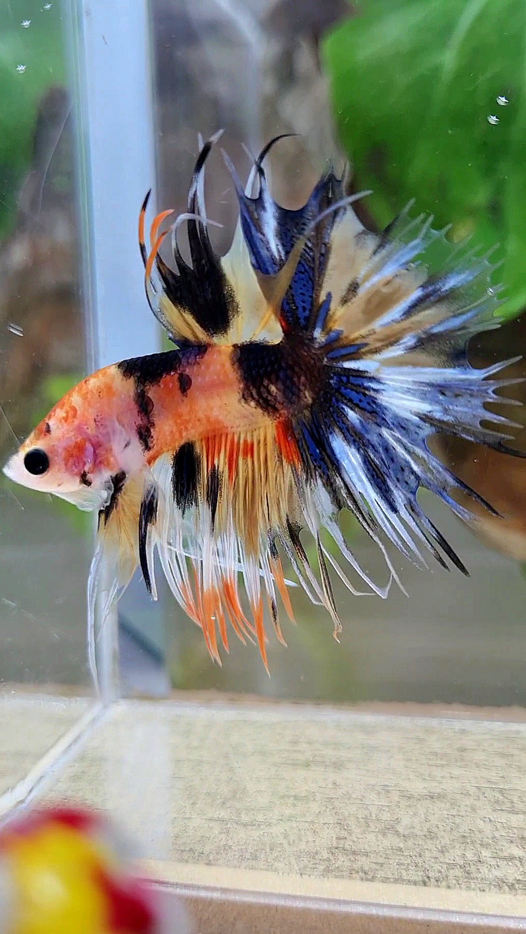 CROWNTAIL YELLOW ORANGE KOI SUPER MULTICOLOR BETTA FISH