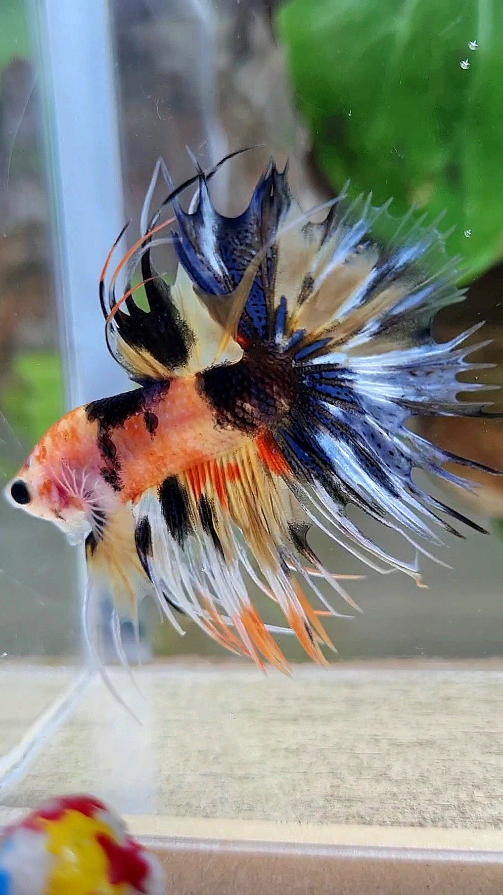 CROWNTAIL YELLOW ORANGE KOI SUPER MULTICOLOR BETTA FISH