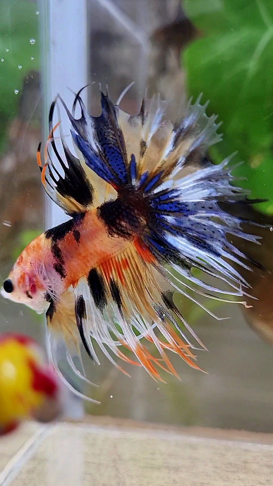 CROWNTAIL YELLOW ORANGE KOI SUPER MULTICOLOR BETTA FISH