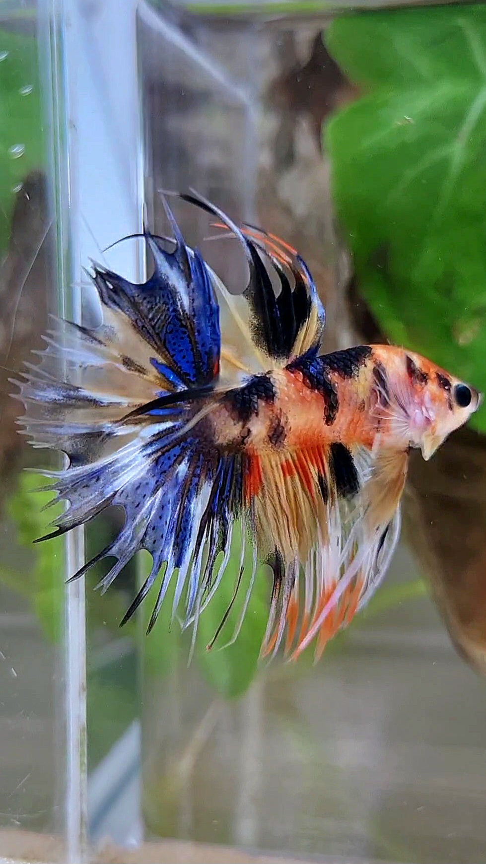 CROWNTAIL YELLOW ORANGE KOI SUPER MULTICOLOR BETTA FISH