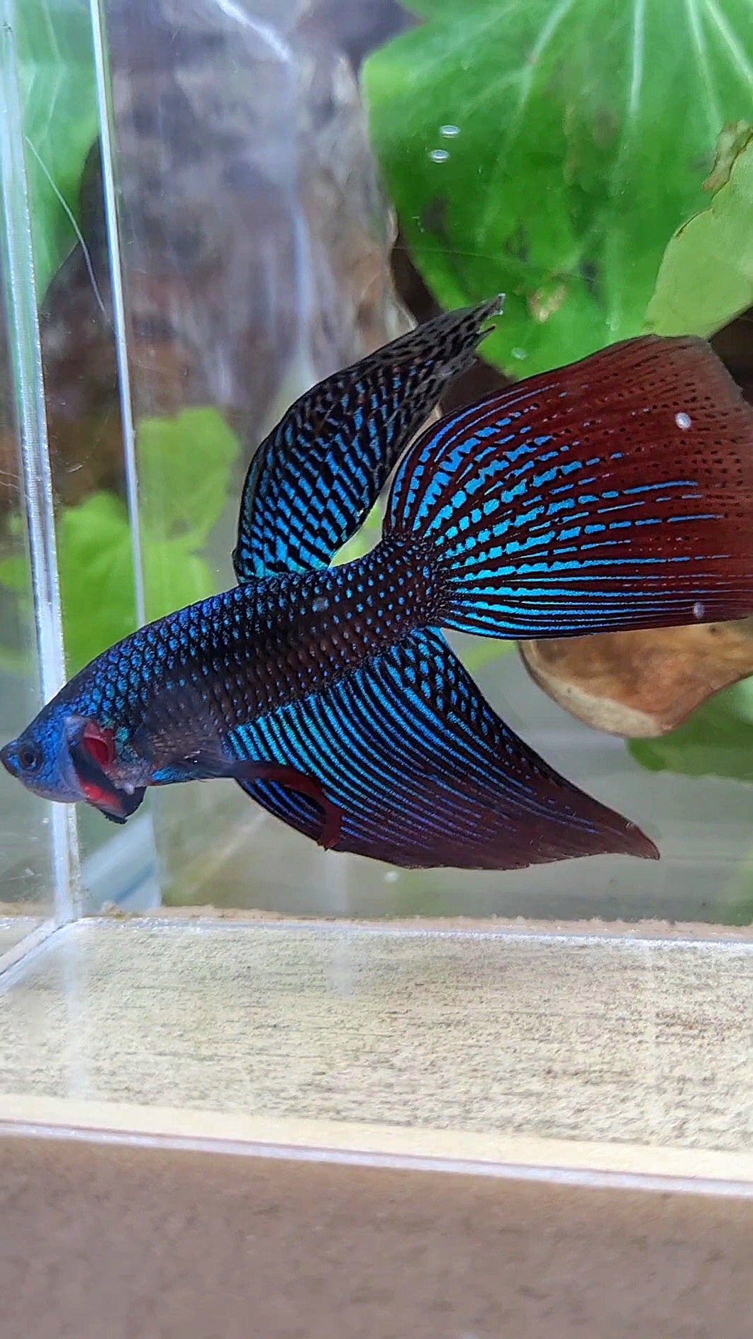 VEILTAIL DELTA ALIEN GREEN BLUE HYBRID WILD BETTA FISH