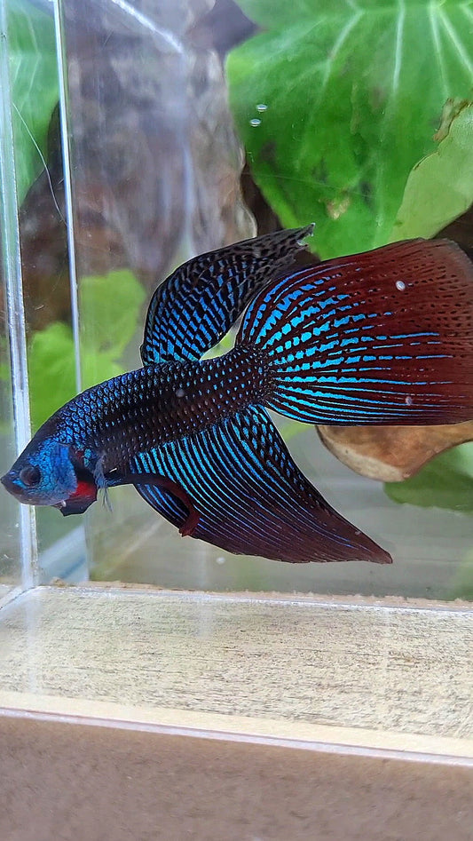 VEILTAIL DELTA ALIEN GREEN BLUE HYBRID WILD BETTA FISH